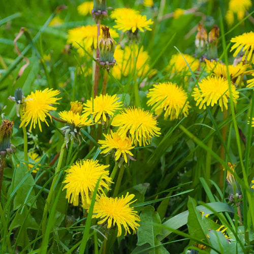 Paardenbloem: de onderschatte medicinale plant voor de gezondheid van jouw lever