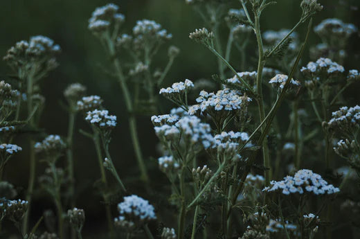 Duizendblad: Natuurlijke ontgifting en goed voor de gezondheid van de lever