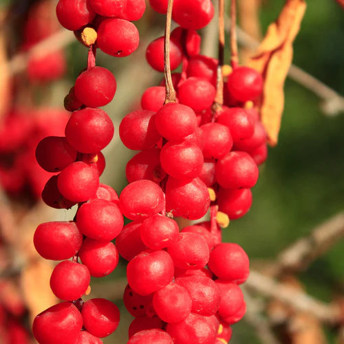 Schisandra: De powerbes voor een goed humeur en libido