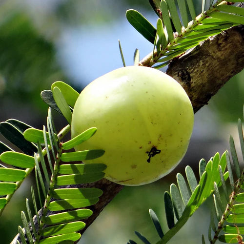 Amla-fruit: Dit is wat de ayurvedische bes kan doen